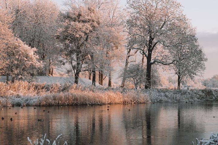 Leuchtend rote Ahornblätter vor einem blauen Himmel mit Sonnenlicht.