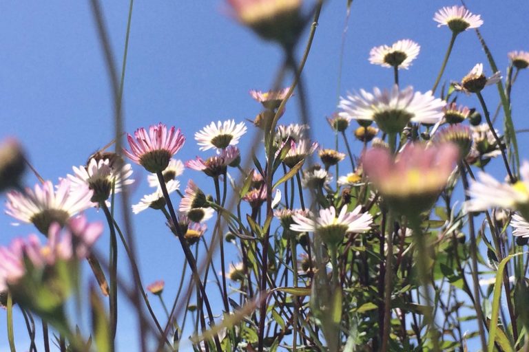 Leuchtend rote Ahornblätter vor einem blauen Himmel mit Sonnenlicht.