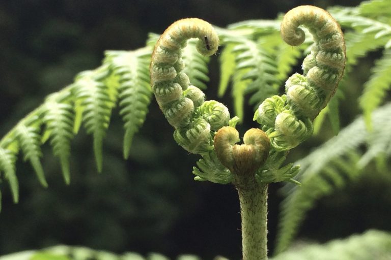 Leuchtend rote Ahornblätter vor einem blauen Himmel mit Sonnenlicht.